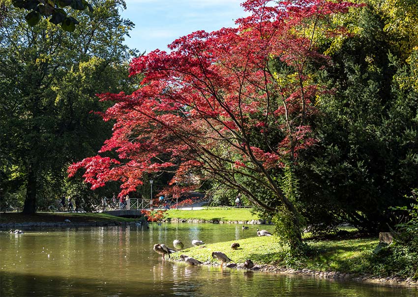un árbol con hojas rojas de pie junto a un lago en Englischer Garten, debe ver durante su itinerario de 2 días munich